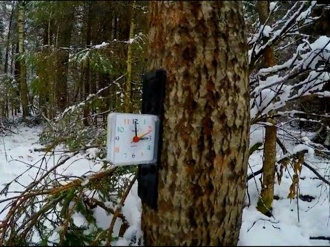 Видео: Охота на кабана. Полезный совет