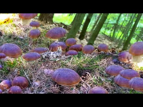 Видео: Грибы 2025 сегодня! Белые грибы! Они победили, ШОК! ОЧЕНЬ ХОЛОДНО 🌕 ЛЕСА ПОЛНЫ! Сбор грибов