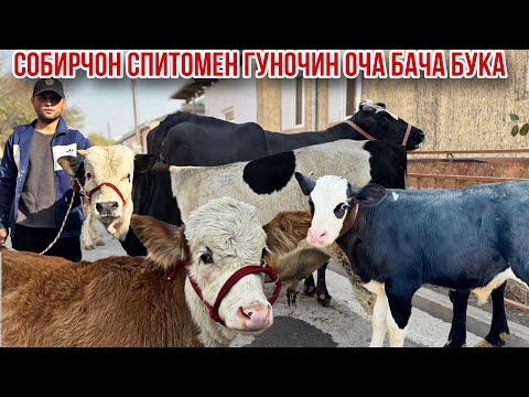 Видео: Молхои Собир полвон арзон Сементал бука оча бача 1 ноября 2025 г.