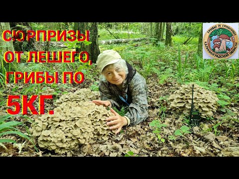 Видео: Сюрприз от лешего. Гриб баран или Полипорус зонтичный. Грибники (грибная банда) в шоке. Грибы 2022