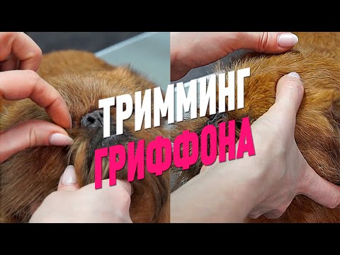 Видео: ТРИММИНГ ГРИФФОНА / Эпизод МАСТЕР-КЛАССА / GROOM SCHOOL