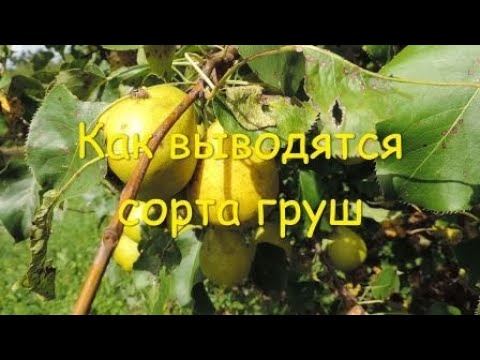 Видео: Новый сорт груши. Как его создать