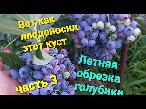 Видео: Обрезка голубики после УРОЖАЯ.