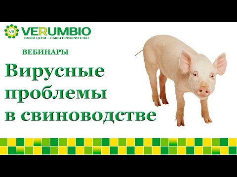 Видео: Вирусные проблемы в свиноводстве