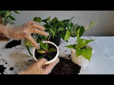 Видео: ФИЛОДЕНРОНЫ. Уход и пересадка.