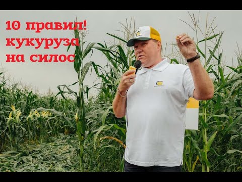 Видео: 10 правил как выращивать кукурузу на силос