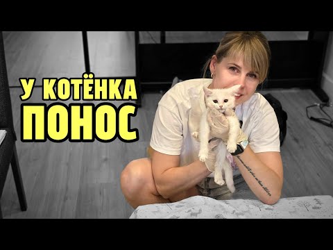 Видео: У котёнка понос