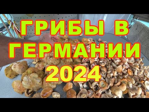 Видео: ✅В ЛЕС ЗА ГРИБАМИ! ГРИБЫ В ГЕРМАНИИ!🍄 2024 To the woods for mushrooms! Mushrooms in Germany!