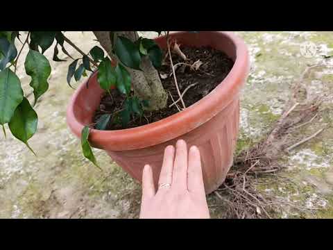 Видео: 2 метрли Фикус бенджамин