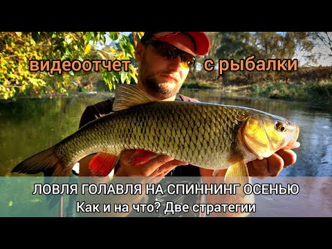 Видео: Ловля голавля на спиннинг осенью. Как и на что ? Две стратегии.