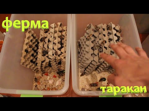 Видео: Ч.2 Разведение таракан Мертвая Голова / Ферма, содержание / Blaberus craniifer