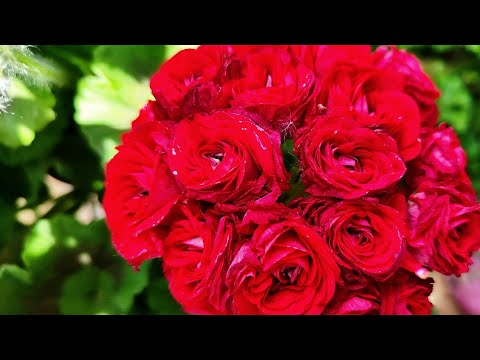 Видео: Обзор цветения пеларгоний в жару