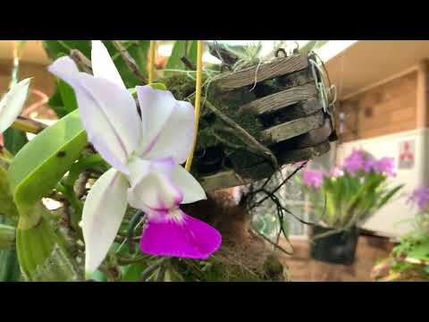 Видео: КАТТЛЕЯ ИЗ ОДНОЙ БУЛЬБЫ. НАЦВЕЛО. Angraecum Eburneum, Cattleya Walkeriana, ...
