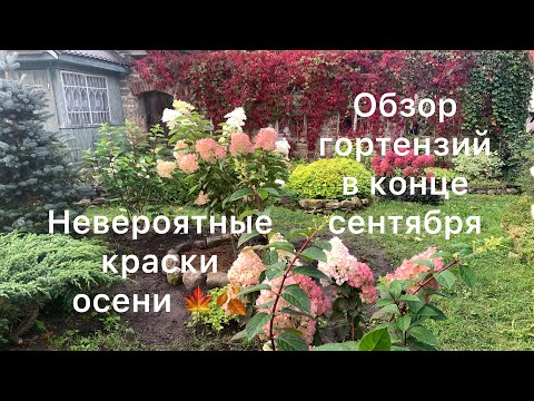 Видео: ОБЗОР ГОРТЕНЗИЙ В КОНЦЕ СЕНТЯБРЯ. Невероятно красивые краски осени🍂🍁