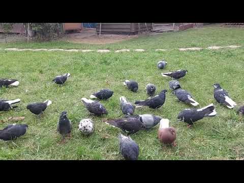 Видео: Голуби на новом месте