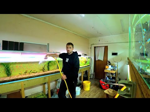 Видео: Новый день на разводне. Неон на нерест. Тесты воды в травнике