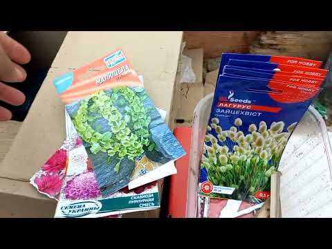 Видео: СІЛЬСЬКЕ ЖИТТЯ///ВИСІВАЮ НАСІННЯ СУХОЦВІТІВ У ГРУНТ⚘️⚘️⚘️СЕЗОН2023.