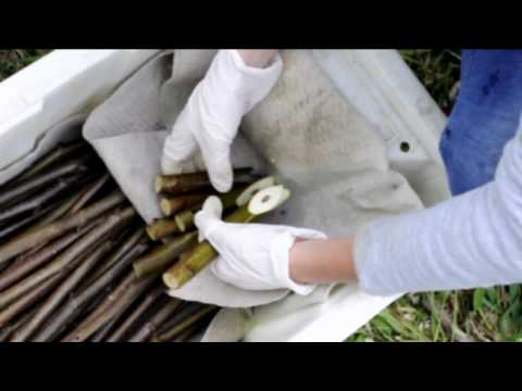 Видео: Весенняя прививка взрослых деревьев ореха.