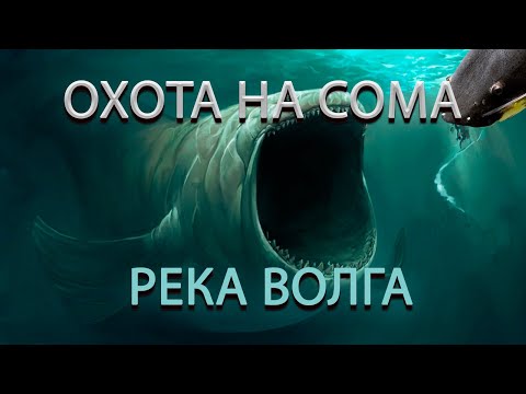 Видео: РЫБАЛКА НА СОМА! РЕКА ВОЛГА! ЛОВИМ НА ПЕРЕМЁТ