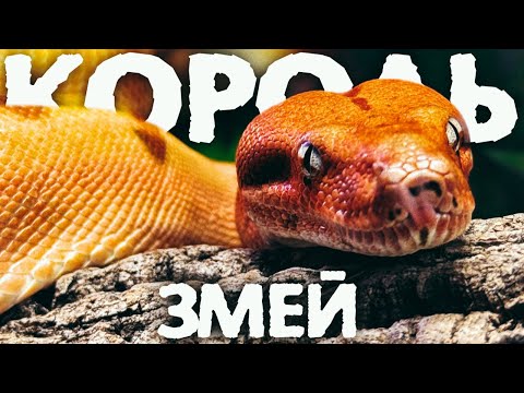 Видео: ИМПЕРАТОРСКИЙ УДАВ - альтернатива королевскому питону? Уход и содержание дома этой популярной змеи