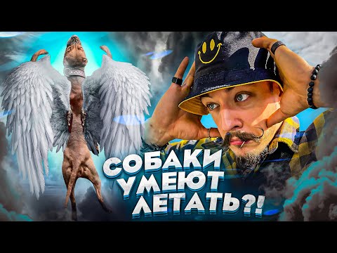 Видео: СОБАКИ УМЕЮТ ЛЕТАТЬ?! СОБАЧИЙ АТЛЕТИЗМ