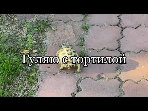 Видео: Сухопутная среднеазиатская черепаха и асфальт