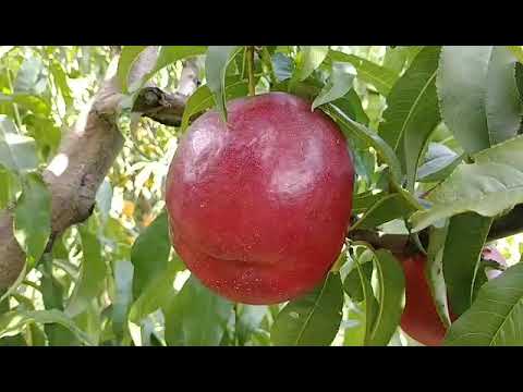 Видео: Нектарин Біг Топ. Nectarine Big Top. Великі і солодкі плоди