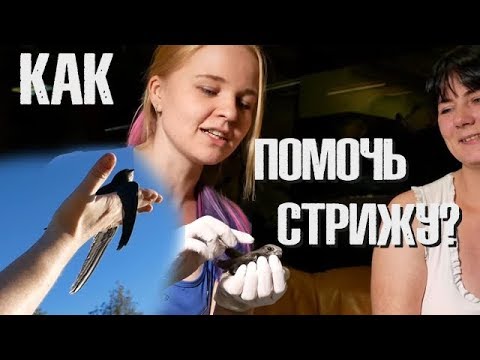 Видео: Стрижи: Как вырастить и как выпустить? Все подробности