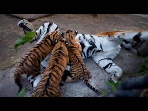 Видео: Фантастика! Тигрица кормит тигрят в метре от людей! Тигр пришел к тигрице во время кормления 😱