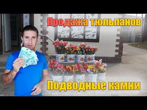 Видео: Продажа тюльпанов на 8 марта. мой опыт.