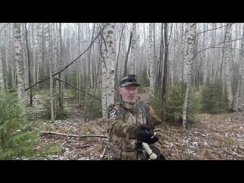 Видео: 4 ноября 2025 г.