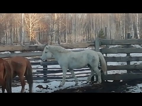 Видео: порода "Забайкальская кучерявая" жеребец 🐎 по кличке " Малыш" привез на заимку