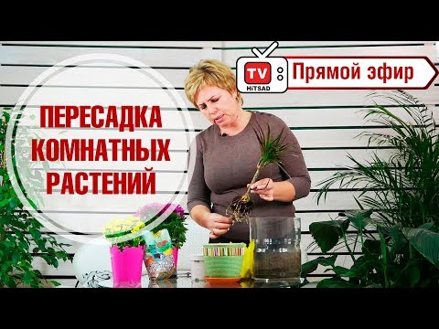 Видео: Пересадка комнатных растений в прямом эфире 🌺 Драцена 🌺 Мастер класс