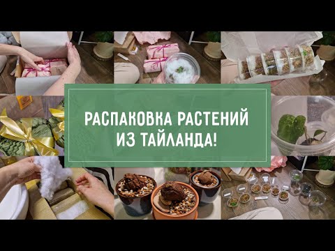 Видео: Распаковки РАСТЕНИЙ из ТАЙЛАНДА и еще кое-что:)