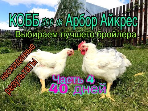 Видео: КОББ 500 против Арбор Айкрес. Часть4. 40дней. Неожиданные результаты!