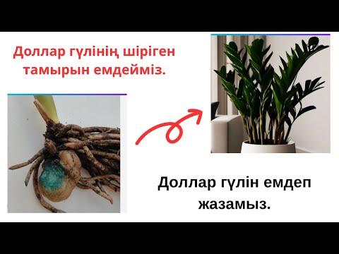 Видео: Доллар гүлінің картошкасы жоқ болса не істейміз?Картошкасы жоқ доллар гули