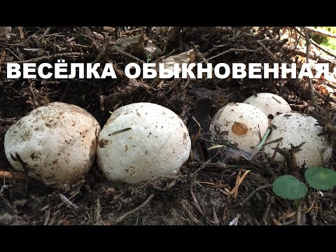 Видео: Весёлка обыкновенная/Phallus impudicus: КАК ПРИГОТОВИТЬ? Три вкусных рецепта + настойка.