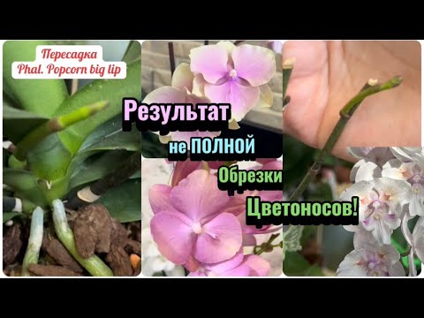 Видео: Капризный big lip, миф или реальность? Я всегда обрезаю так цветоносы! #orchid #phalenopsis #fyp
