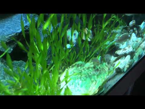 Видео: Принцессы Бурунди