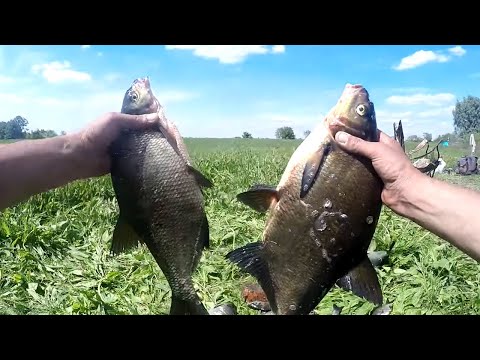 Видео: ЛОВЛЯ ЛЕЩА на РЕКЕ. Рыбалка на донную снасть Болда. Сало в приоритете. Вода в берегах, рыба на русле