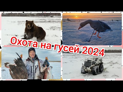 Видео: Охота на гусей 2024. Вопреки всему.