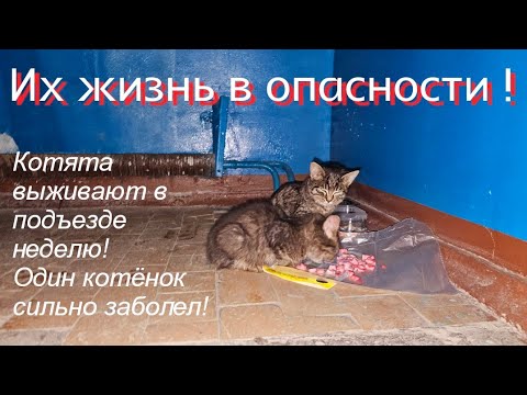 Видео: 💔Котята плакали/замерзали/голодали/и заболели 😭 и ни у кого не дрогнуло сердце забрать их домой🤦‍♀️