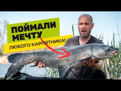 Видео: НОВЫЕ РЕКОРДЫ: Как поймать ЧЕРНОГО и БЕЛОГО АМУРА? РЫБАЛКА в НЕРЕСТ на ЗОЛОТОМ БЕРЕГУ!