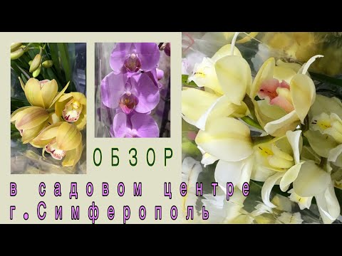 Видео: СЦ «Орхидея» очень быстрый обзор. Орхидей мало в этот раз