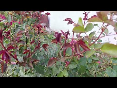 Видео: #троянди 🇺🇦 Огляд 🌹🌹🌹 троянд в середині жовтня, ще квітнуть, назви в описі 🌹🌹🌹💙💛💛