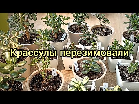Видео: Крассулы перезимовали! Ожили и пошли в рост!