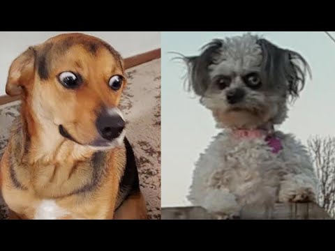 Видео: 30 МИНУТ 🔥😂 Самые вирусные и УМОРОЖДЕННЫЕ СМЕШНЫЕ ВИДЕО С СОБАКАМИ на TikTok! Смотрите сейчас! 🤪