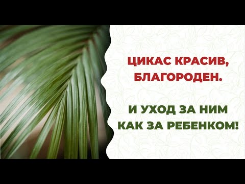 Видео: Как ухаживать за цикасом? Секреты, наука и практика. Красивый сад и аптека.