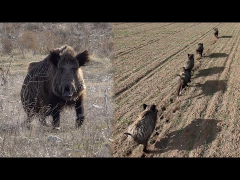 Видео: Нон-стоп Экшн! Потрясающие Охоты на КАБАНОВ, Невероятные Сцены с Дронами!