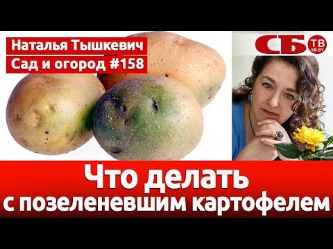 Видео: Что делать с позеленевшим картофелем